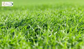Bermuda Grass